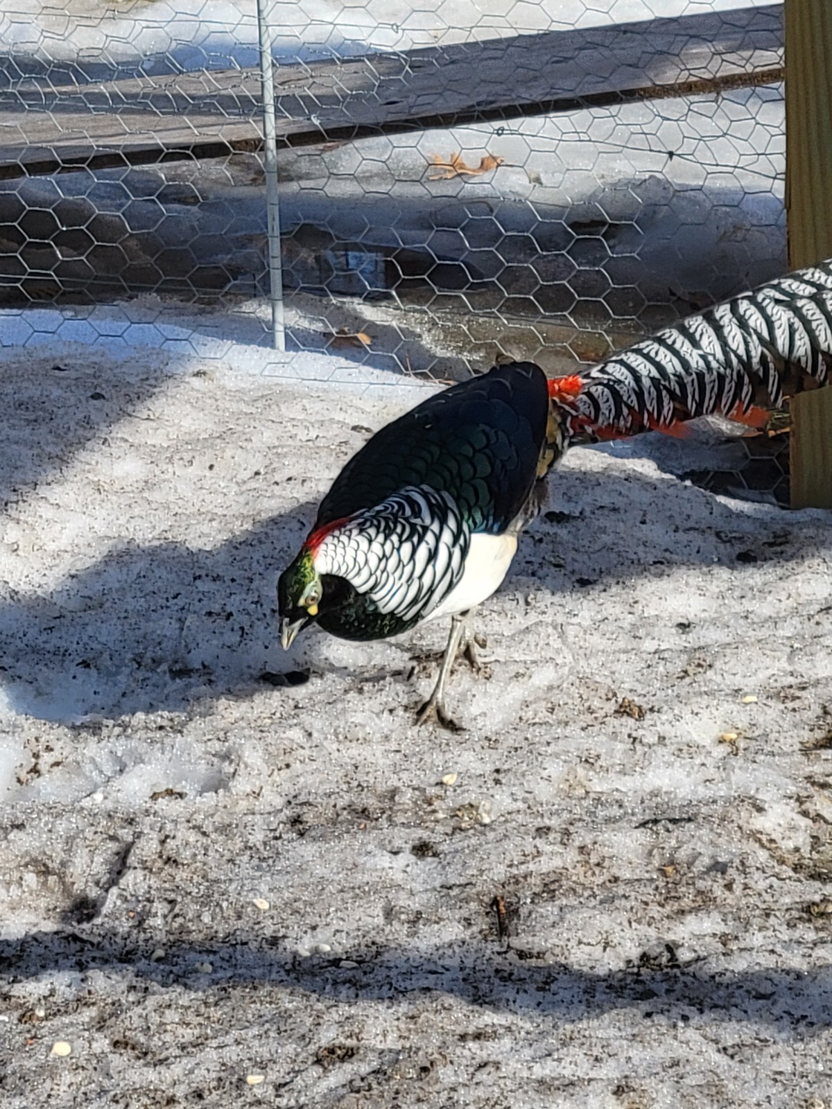 PRE-SALE 6+ Lady Amherst Hatching Eggs — Ships In April-May NPIP