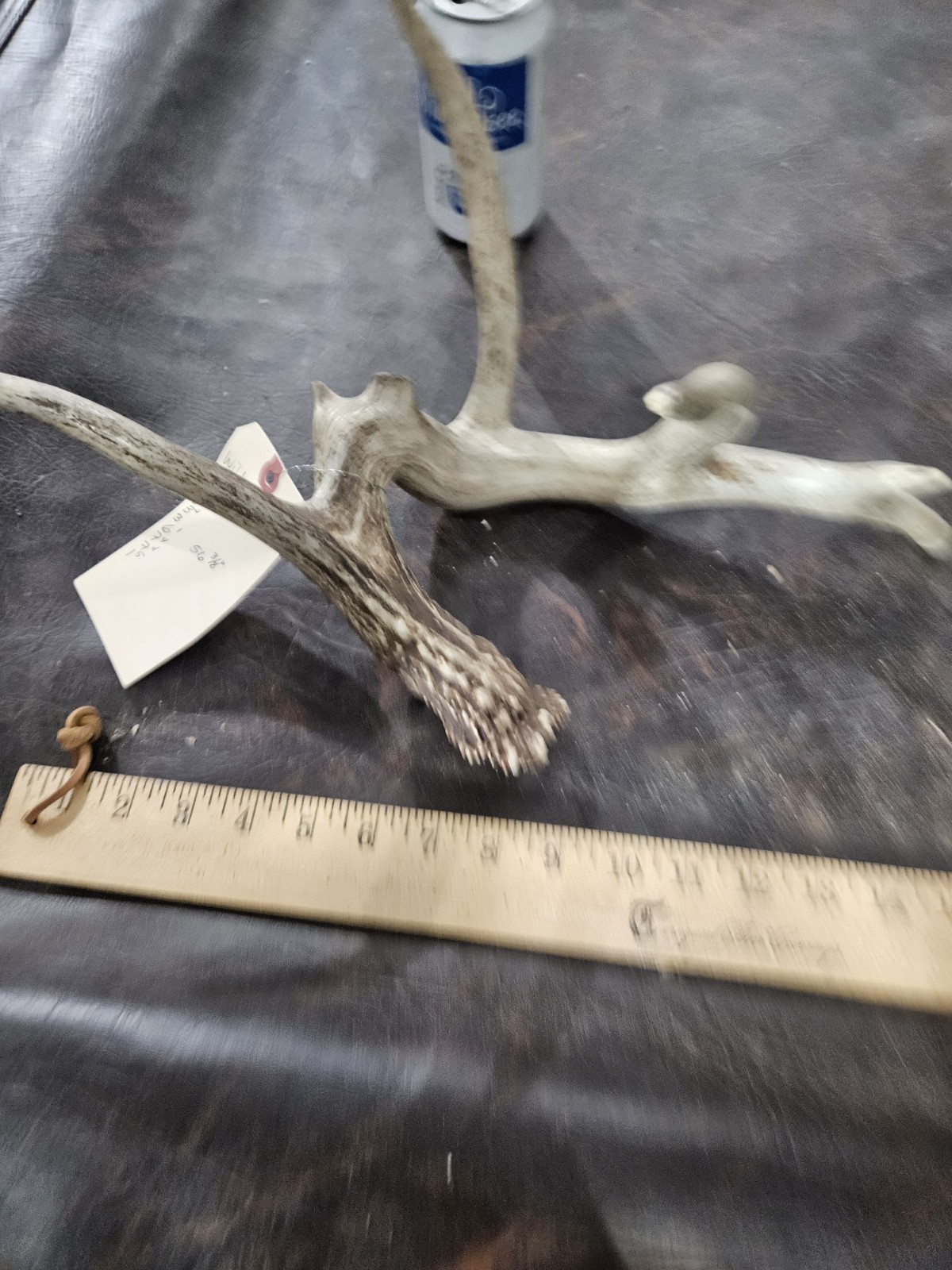 Freak Whitetail Deer Antler Shed Horn Rack Decor 5 Point Man Cave Decor 56"