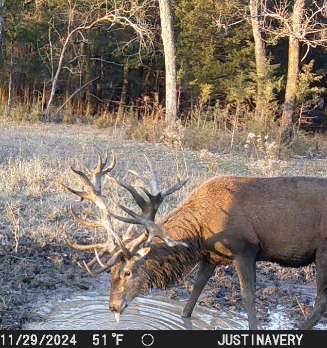 Fully Guided Red Stags Hunts In Oklahoma!