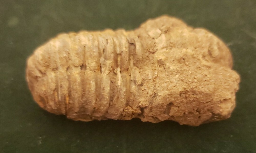 Trilobite Fossil