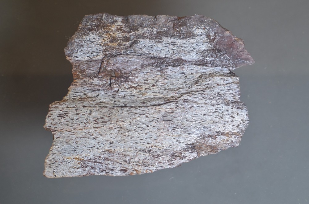 Fossil Dinosaur Bone Cast
