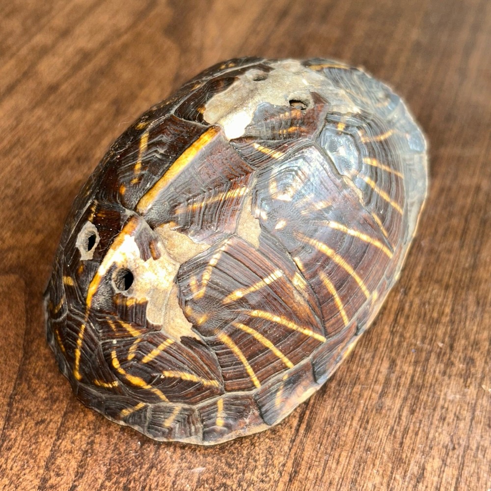 C. 1890 Southeastern Turtle Shell Pierced Rattle