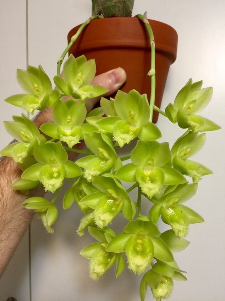 Dalton's of New Zealand Orchiata Bark - Precision, Classic, Power & Power+