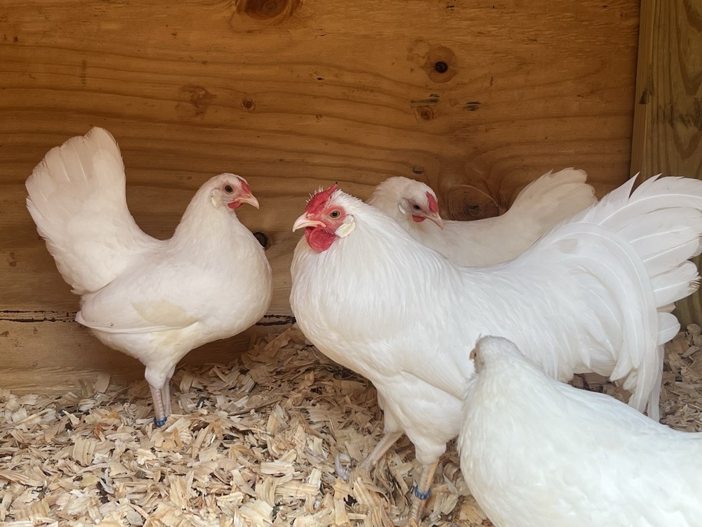 Assorted Bantam Hatching Eggs—Exhibition Line