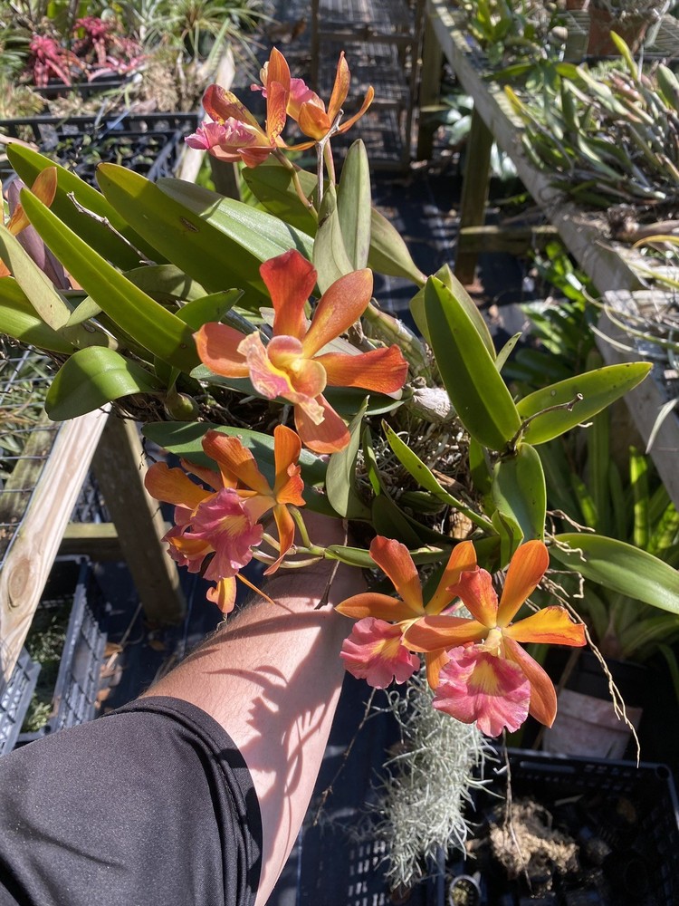 Cattleya yamadara Redland sunset