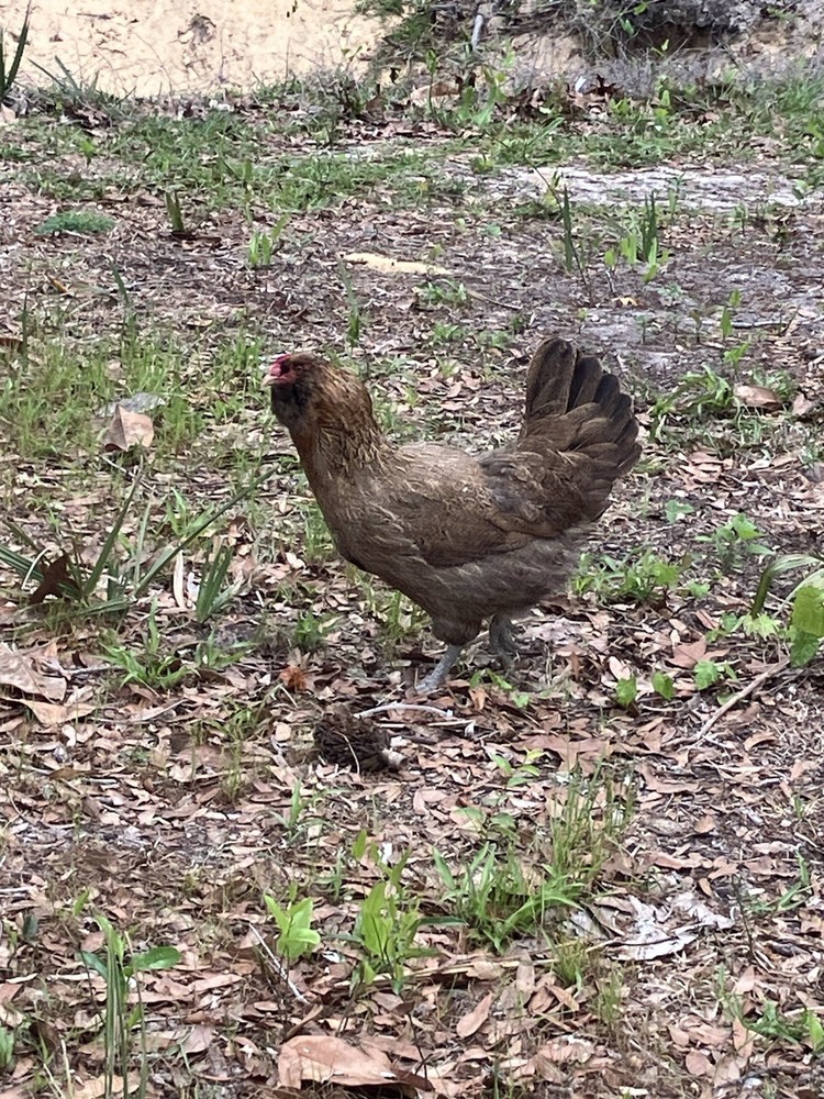 6 Americana Hatching Eggs EASTER EGGER Blue Green Eggs