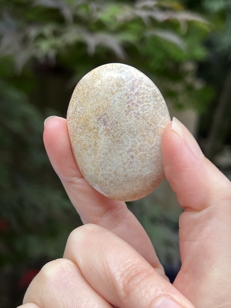Fossilized Coral Crystal Palmstone AAA+ 31