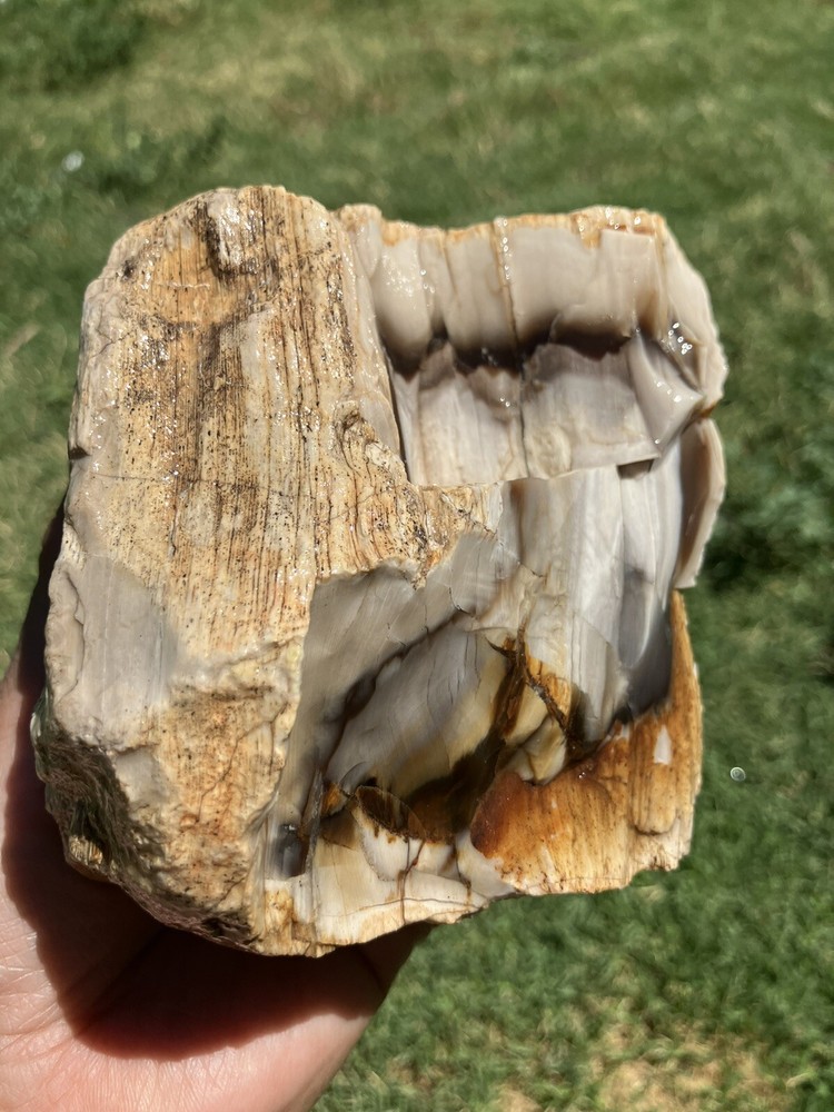 Agatized Petrified Wood (New Mexico)