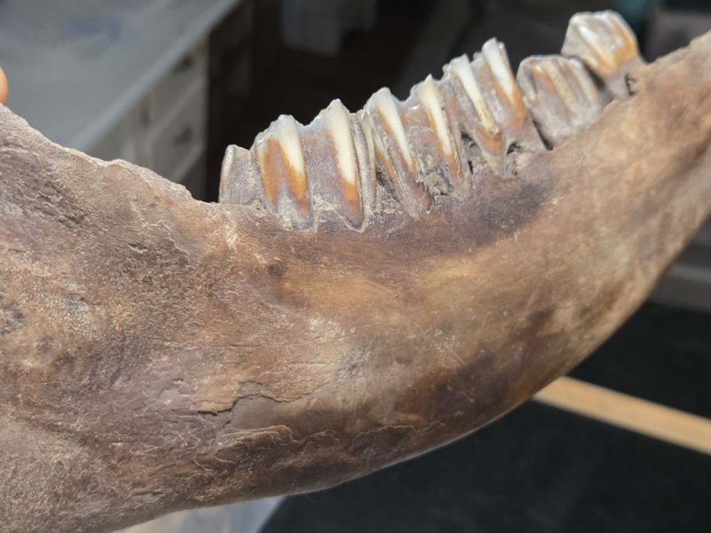 Bison Antiquus Jawbone