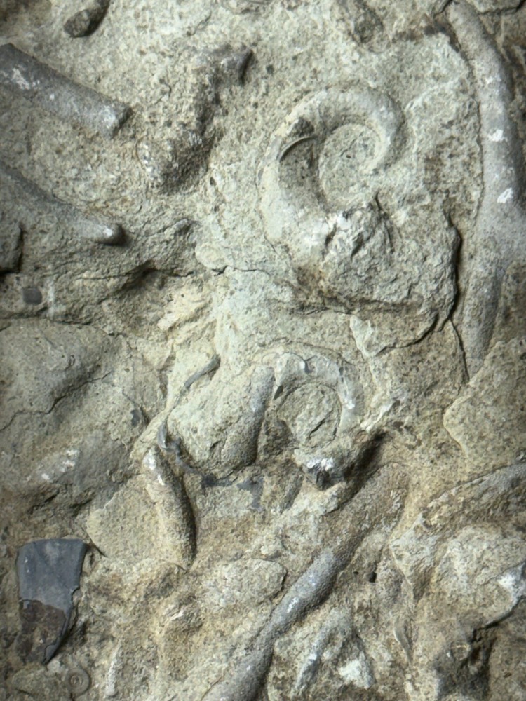 fossil slab, multiple specimens, natural matrix rock, 16 cm plate
