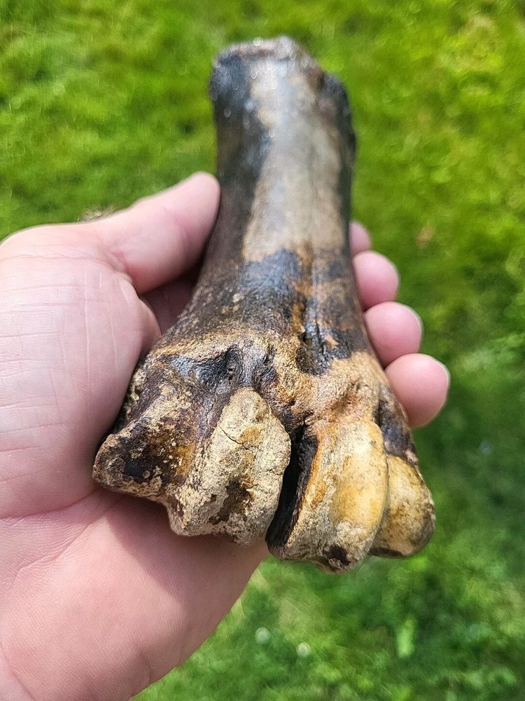 Bison metacarpal Historic bison foot bone