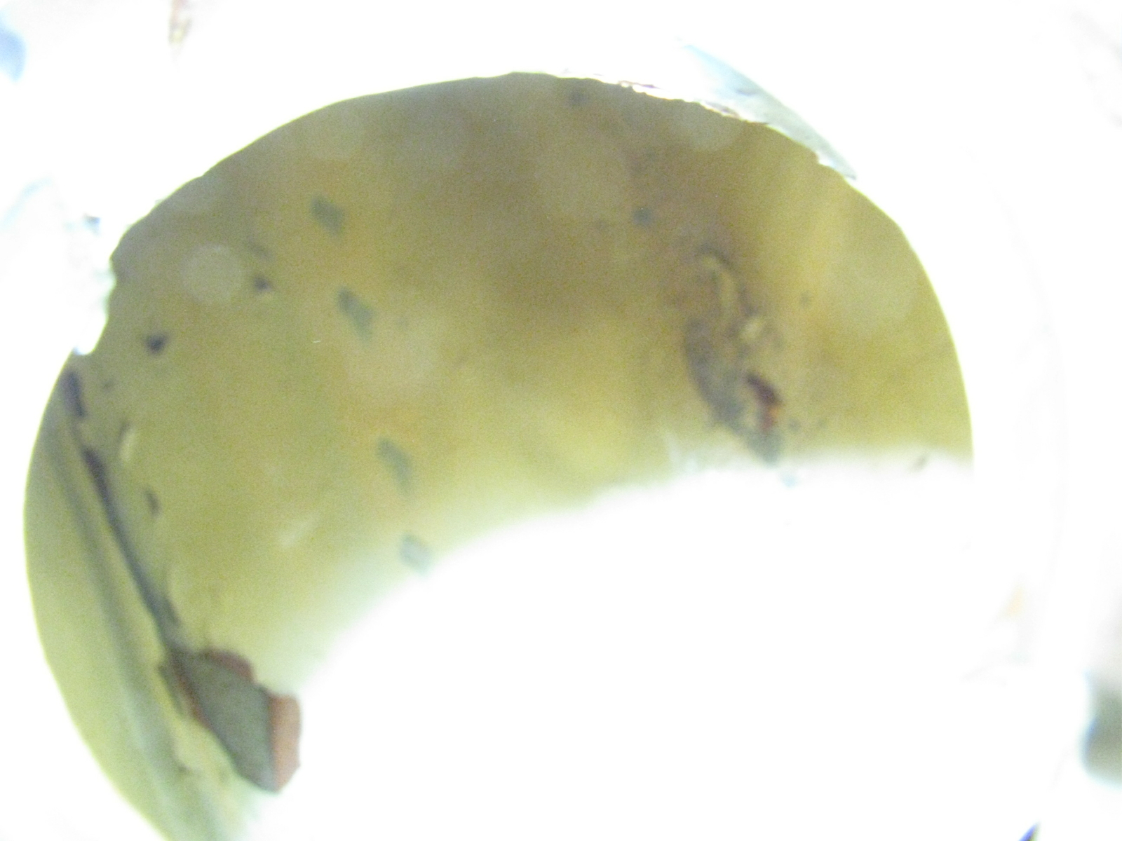 1970-84 Harley-Davidson FX FL 5 Gallon Gas Tank Set Fuel tank Fat BOB Tanks