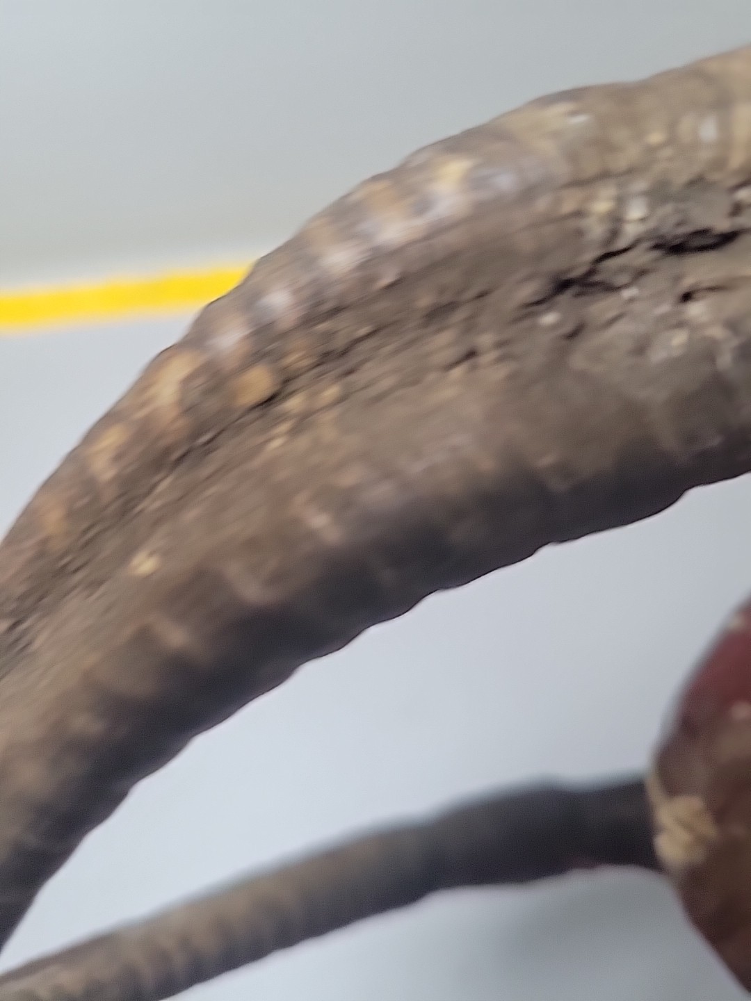 Vintage hand carved & painted wood devil mask Mexico?