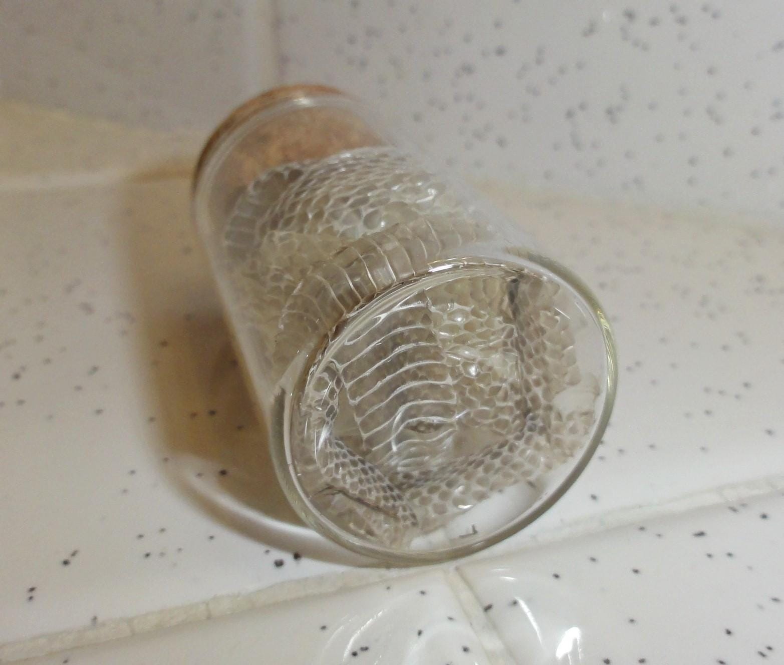 Snake Skin Small Oddity Jar curiosity glass vial reptile goth nature art