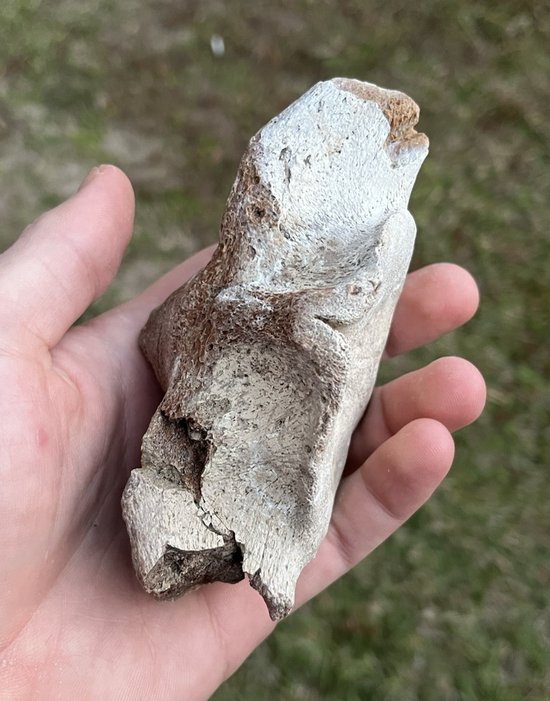 Prehistoric Fossil Cervical Dolphin Backbone Vertebrae SC