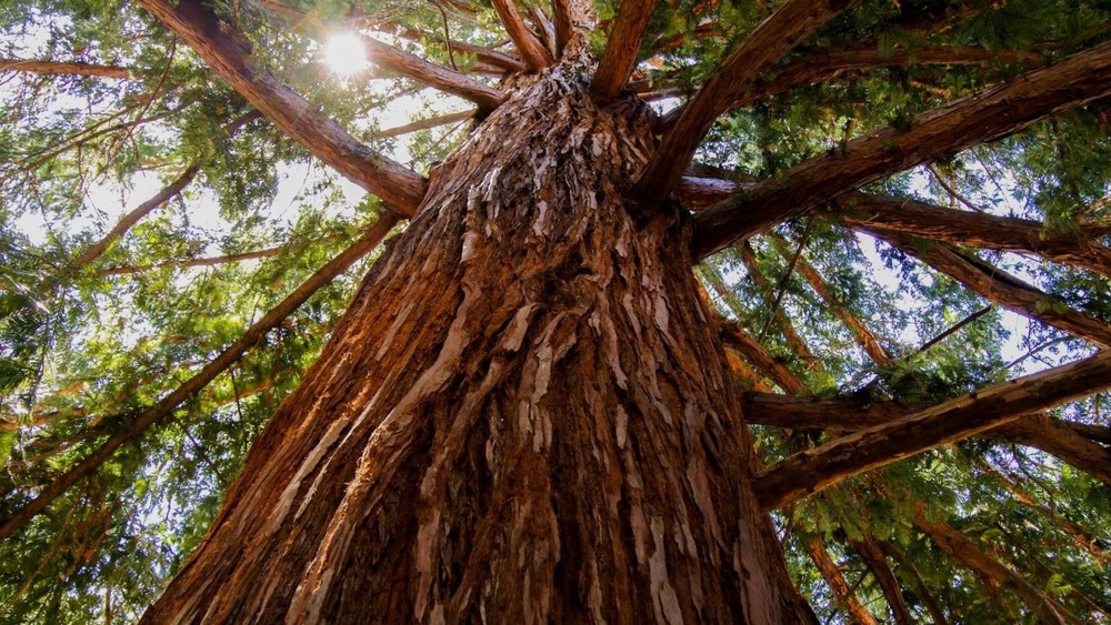 5 Giant Sequoia 6-12" Bare Root Starter Plant