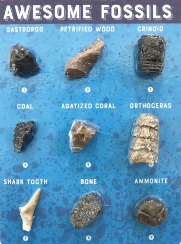 CC Awesome Fossils 9pc Card