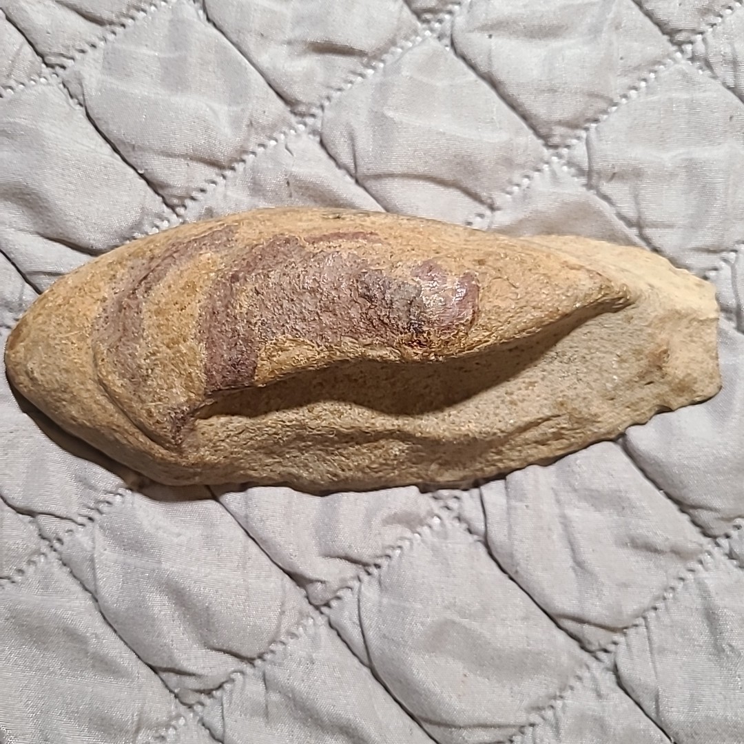 Rare living fish fossil specimen, the scale texture is clearly visible