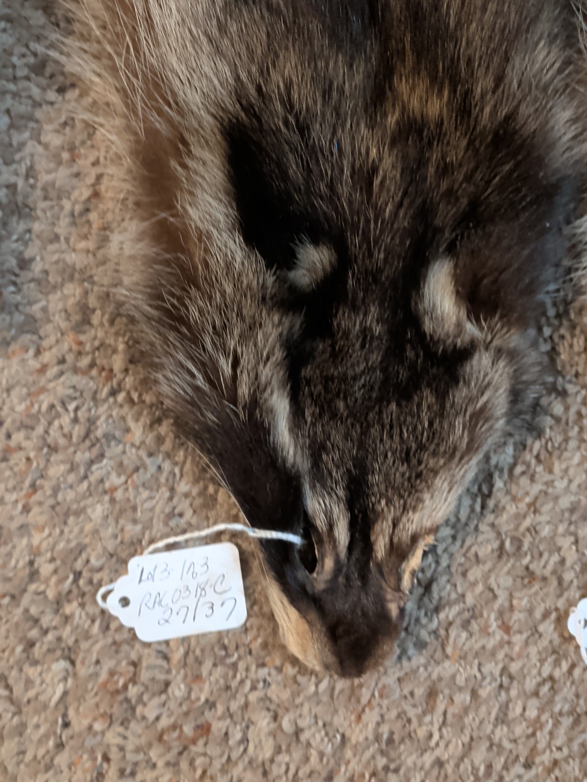 Newly Tanned Wild Large Racoon pelts~Country Fur Cabin Craft Fur~NICE! Soft!!