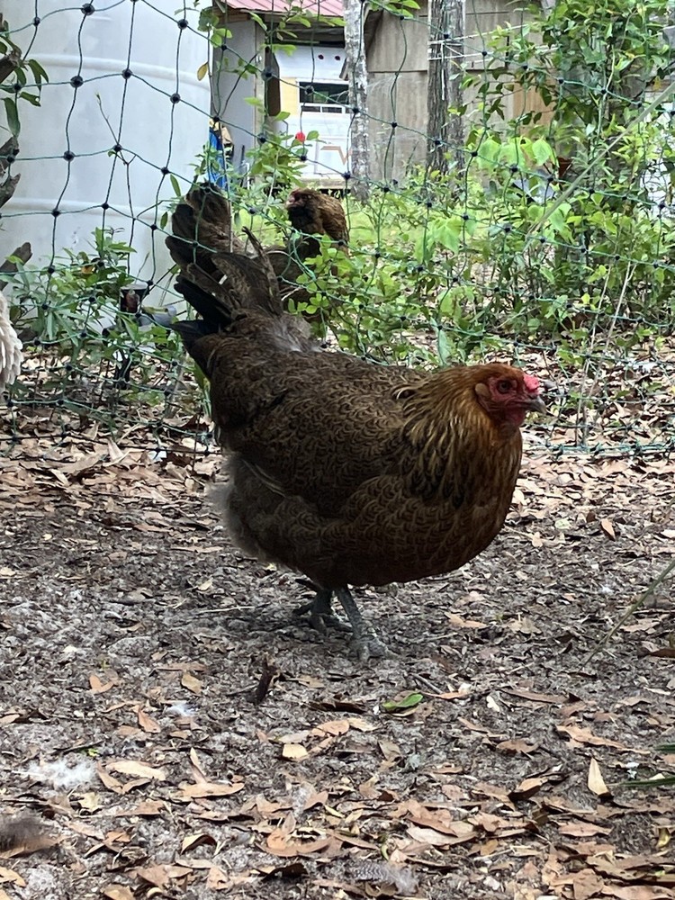 6 Americana Hatching Eggs EASTER EGGER Blue Green Eggs
