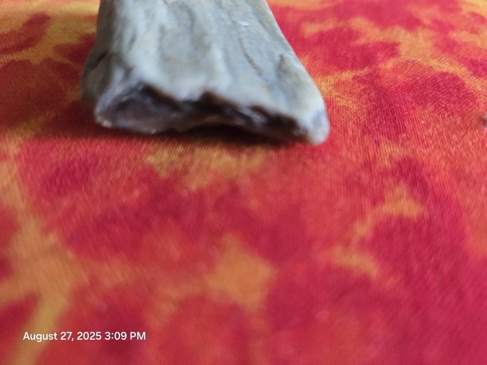 petrified wood