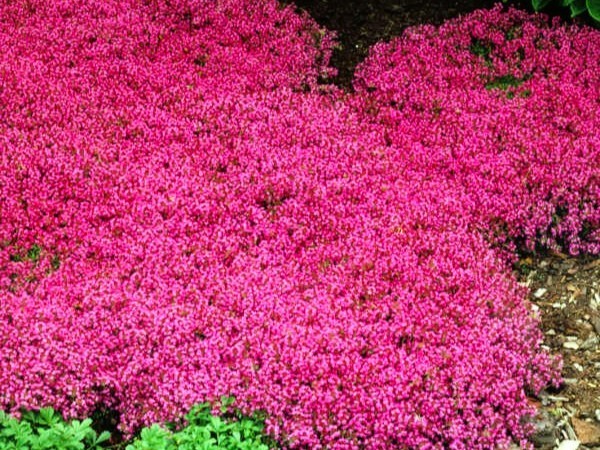Live RED CREEPING THYME Plant + Thymus Praecox 'Coccineus' - [Pint Pot]