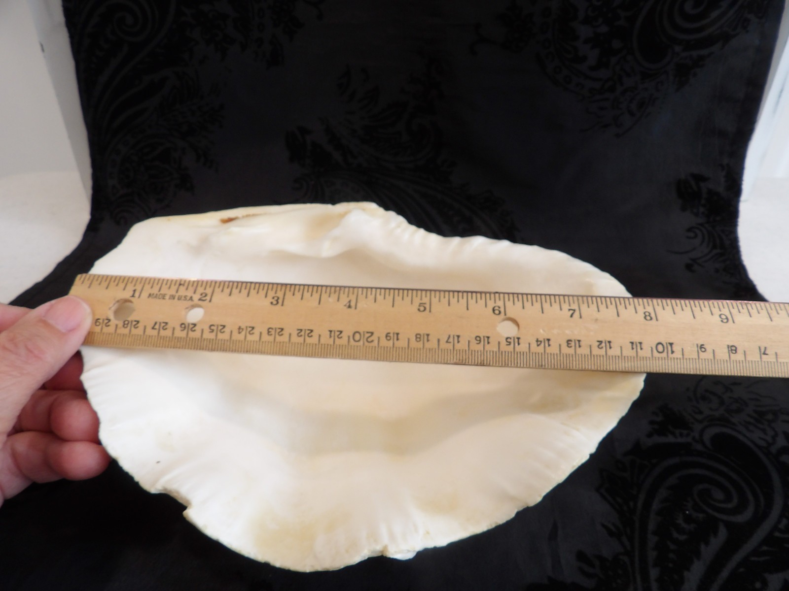 Awesome OLD Vintage Natural Half Tridacna Clam Shell~Fabulous Decor