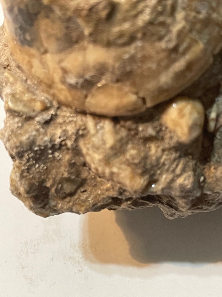 CLAM SHELL AND GASTROPOD MULTIPLE SPECIMEN