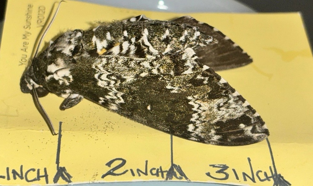 👒 RUSTIC SPHINX MOTH - Beautiful~Largest Sphinx~Specimen~UNMOUNTED~ Entomology