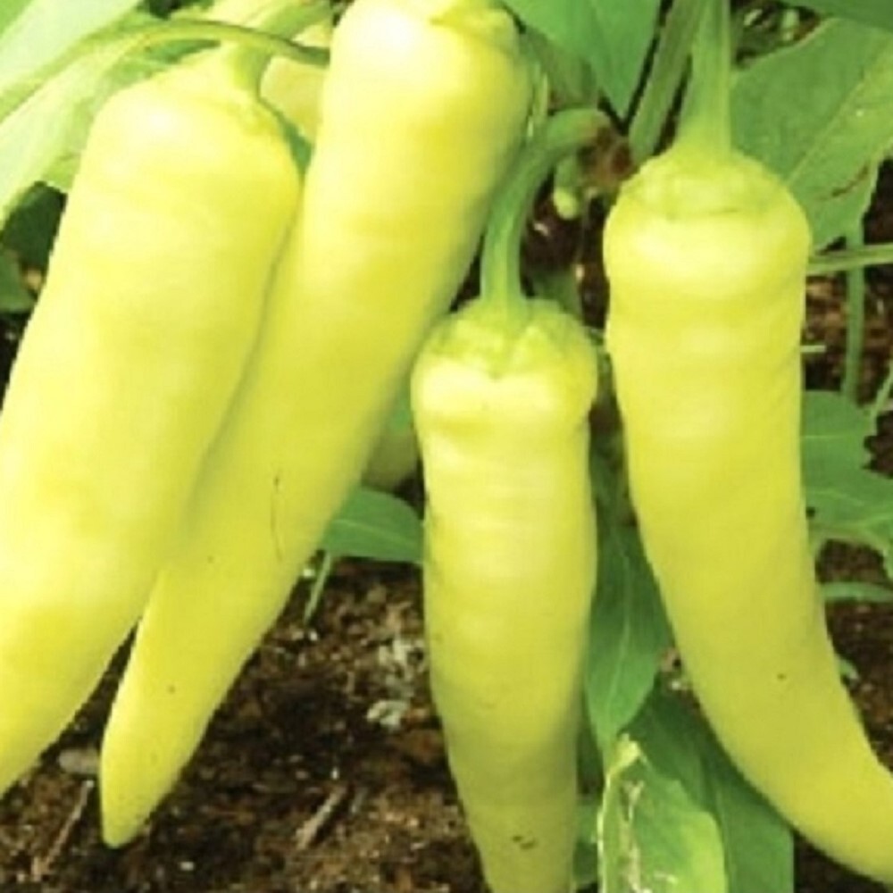 Sweet Banana Pepper Seeds | NON-GMO | Heirloom | Fresh Garden Seeds