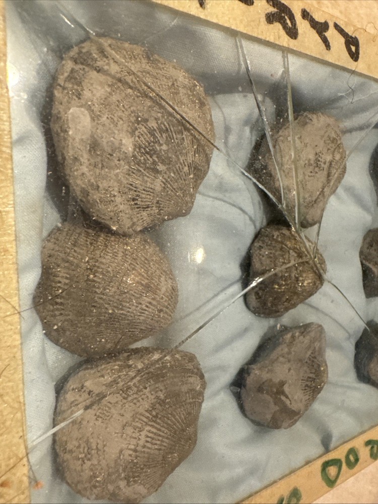 Brachiopod Pyritized 12 Piece Brachiopod Pyritized