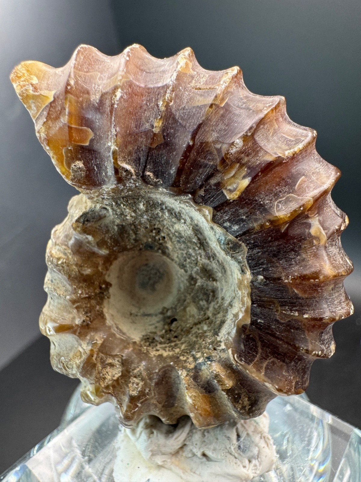 6221 Ribbed Ammonite Fossil with Nice Pattern Madagascar 54g