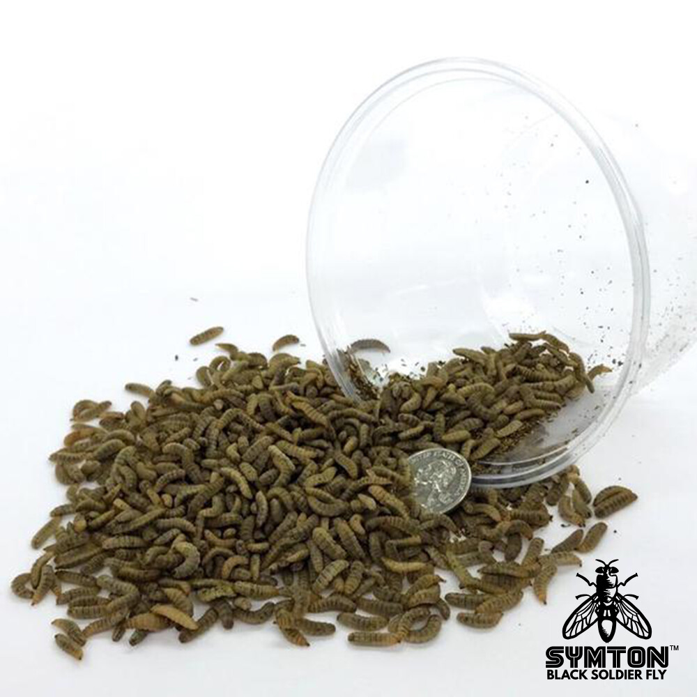 MEDIUM Black Soldier Fly Larvae (Feeding-Grade)