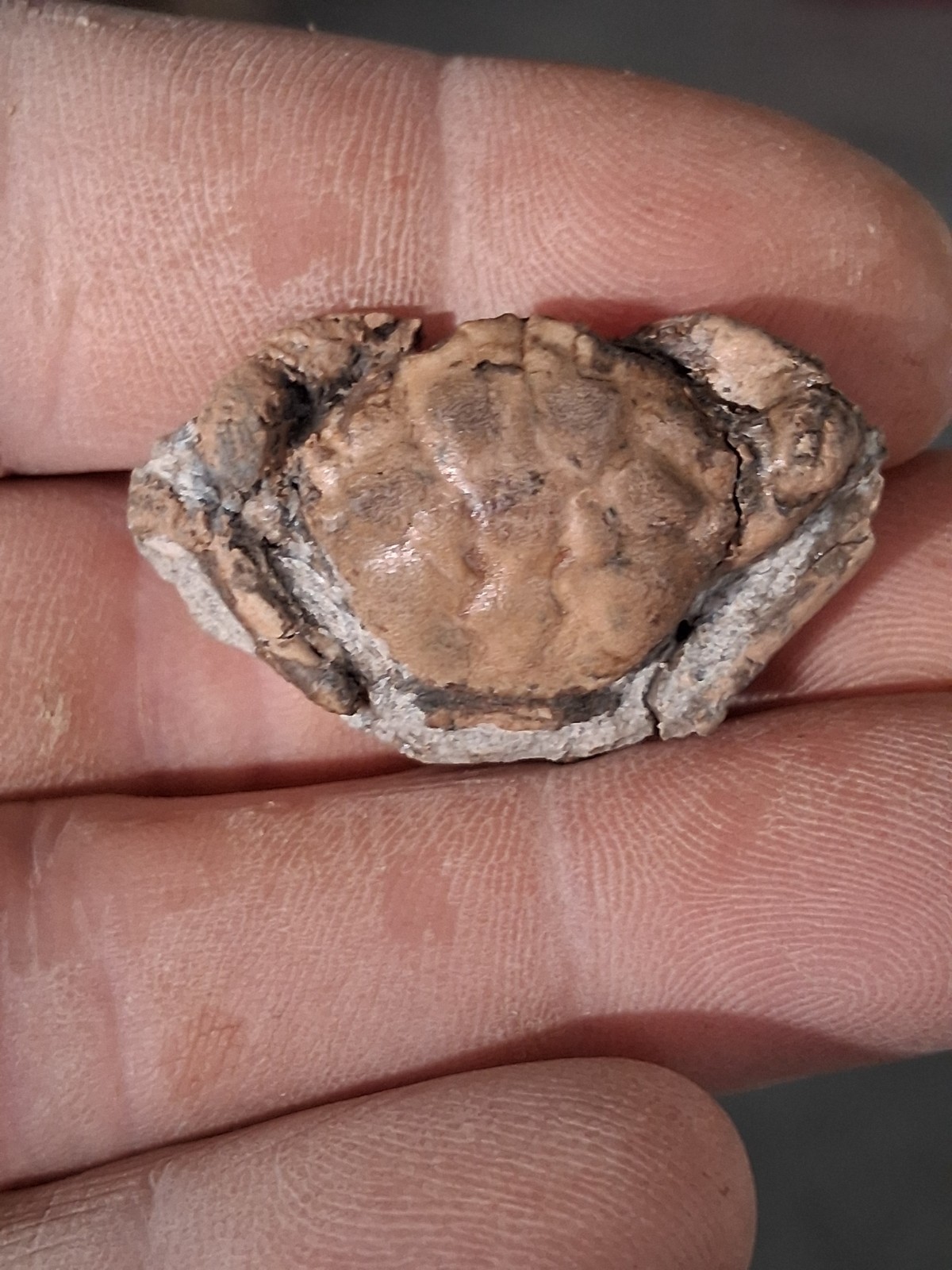 Pulalius Vulgaris Crab Fossil Specimen Washington State