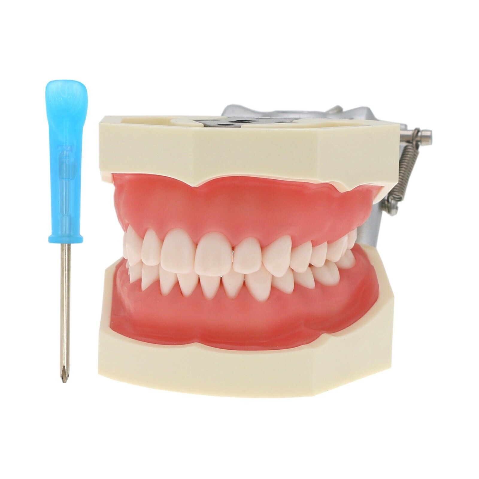 US Kilgore NISSIN 500 Type Dental Typodont Teeth Model 28Pcs Removabel Teeth