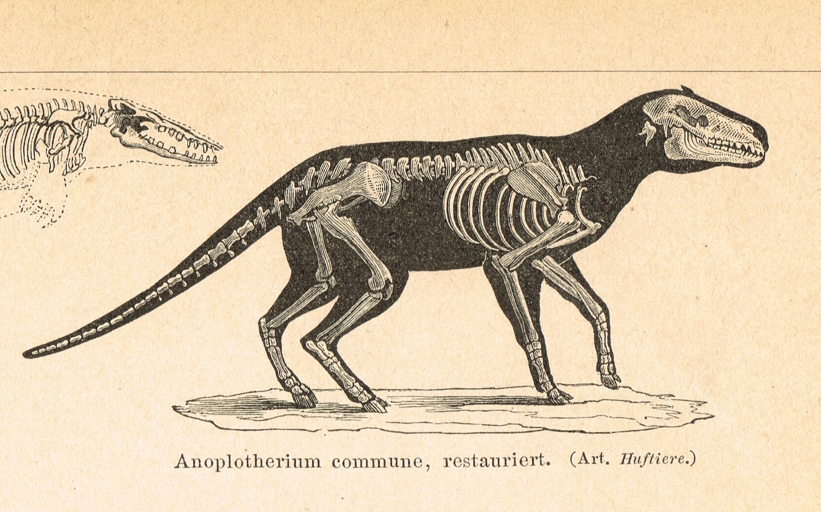 Paleontology Tertiary Geologic Period Paleogene FOSSILS Antique Print 1892