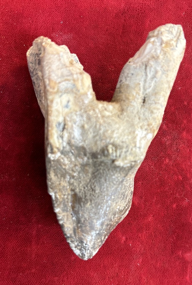 3” Basilosaurus Tooth 40-34 Mil Yrs Old Late Eocene