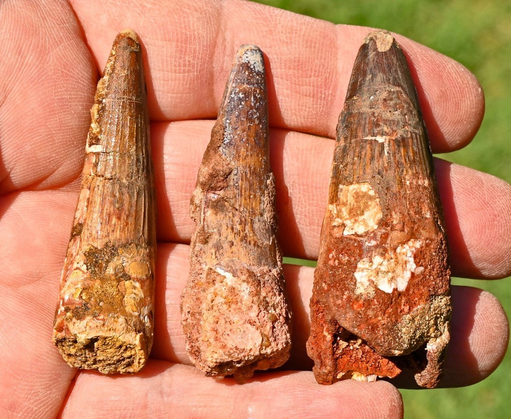 THREE Spinosaurus Teeth from Morocco