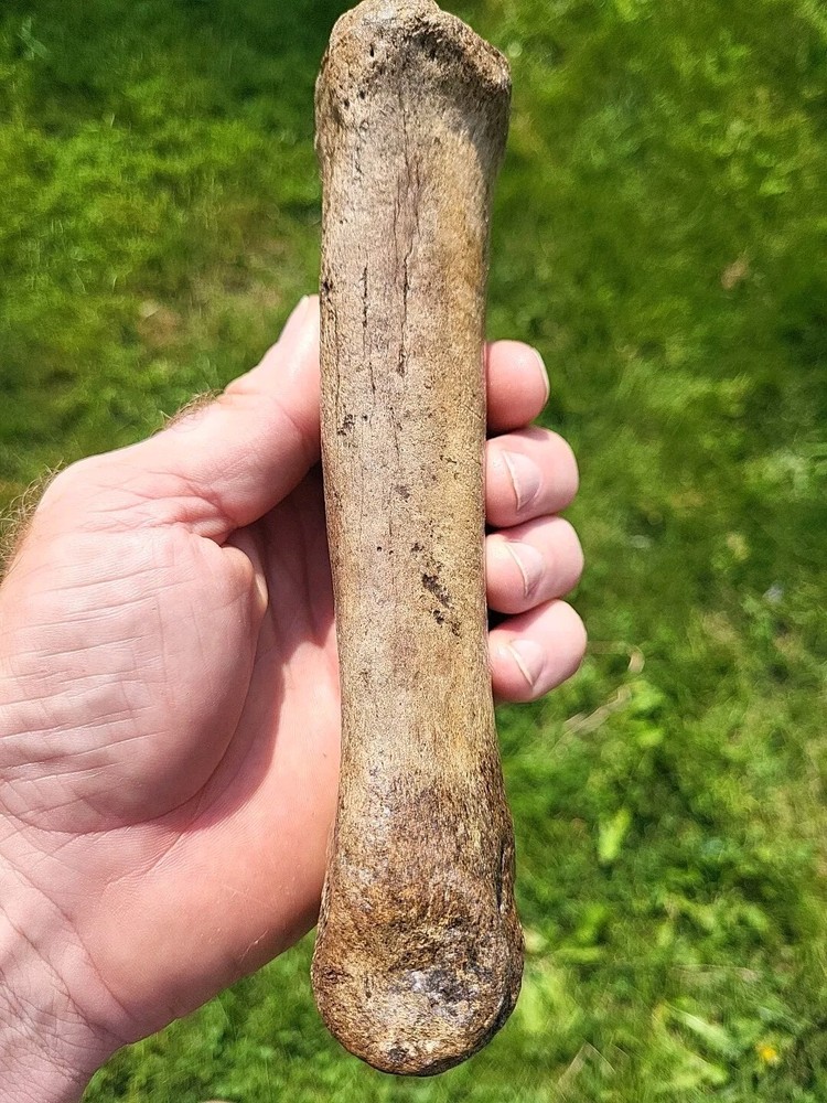 Bison metacarpal Historic bison foot bone