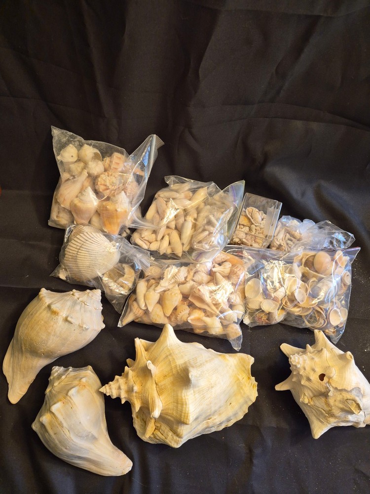 Sea Shells Lot- Over 8 Pounds-Assorted Sizes