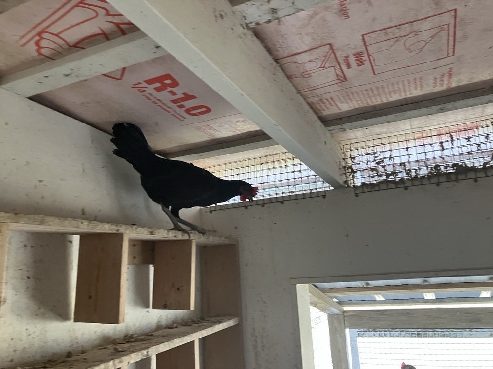 12 Black Peruvians Hatching Eggs