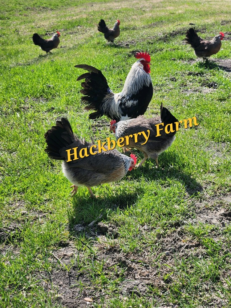 12 Silver Leghorn Hatching Eggs