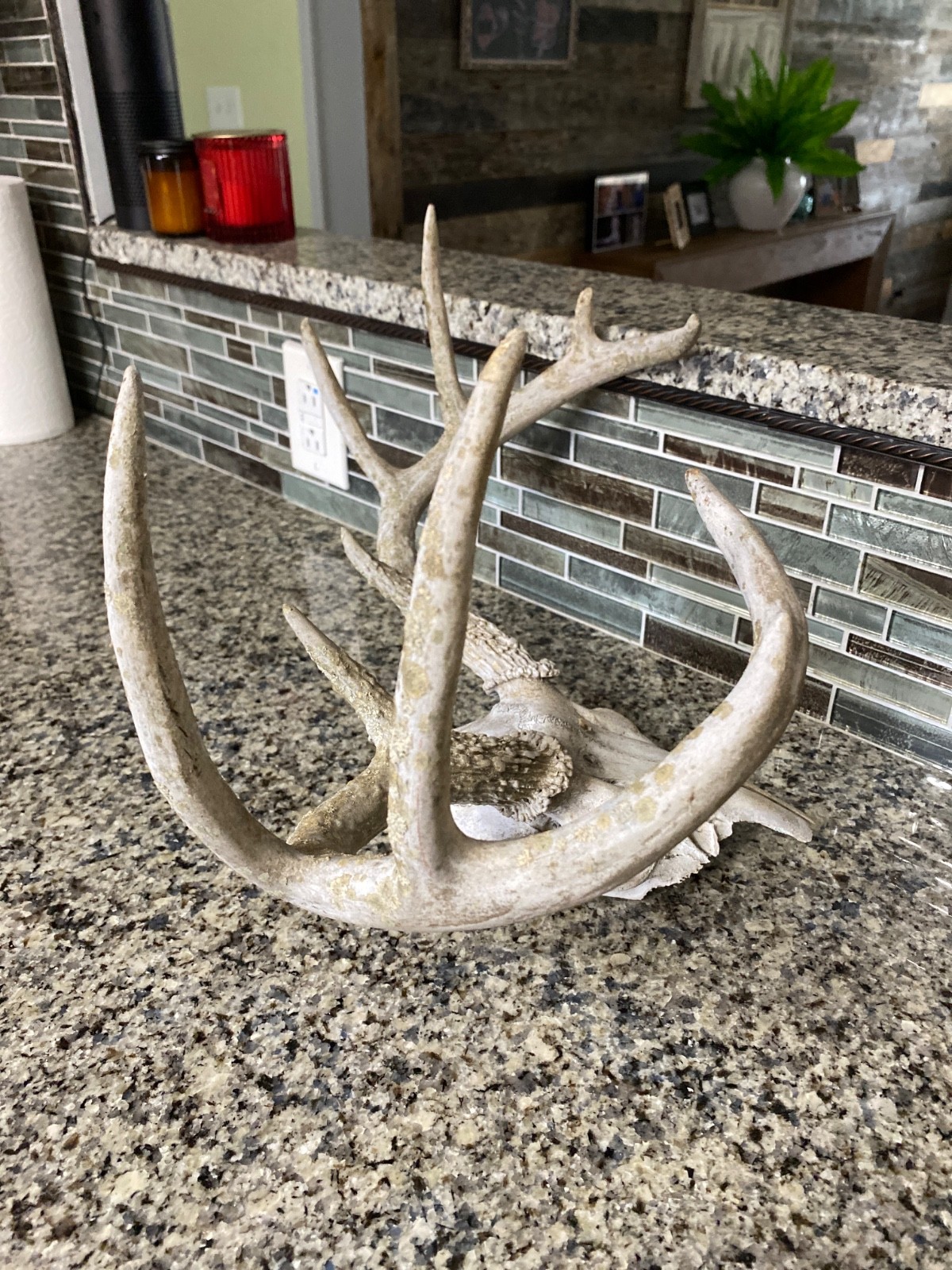 Wild 9 Point Whitetail Deer Antler Rack Horn Skull Decor Man Cave Cabin Decor