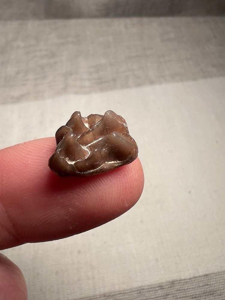 Fossilized Teeth Brule Formation Oligocene Epoch Sharp Specimen