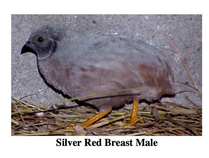 20 BLue Face Only BUTTON QUAIL EGGS These ship USPS PRIORITY READ ALL