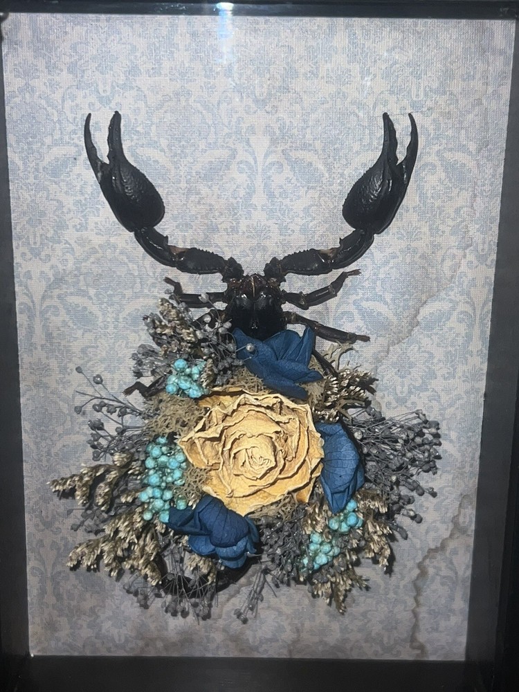 Scorpion shadow box / Oddities