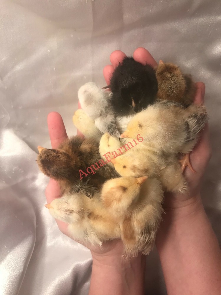 Hatching egg spray,🔥Increase Hatch Rate! 🐣1 Pk Hatching Egg Spray 🐥🌺