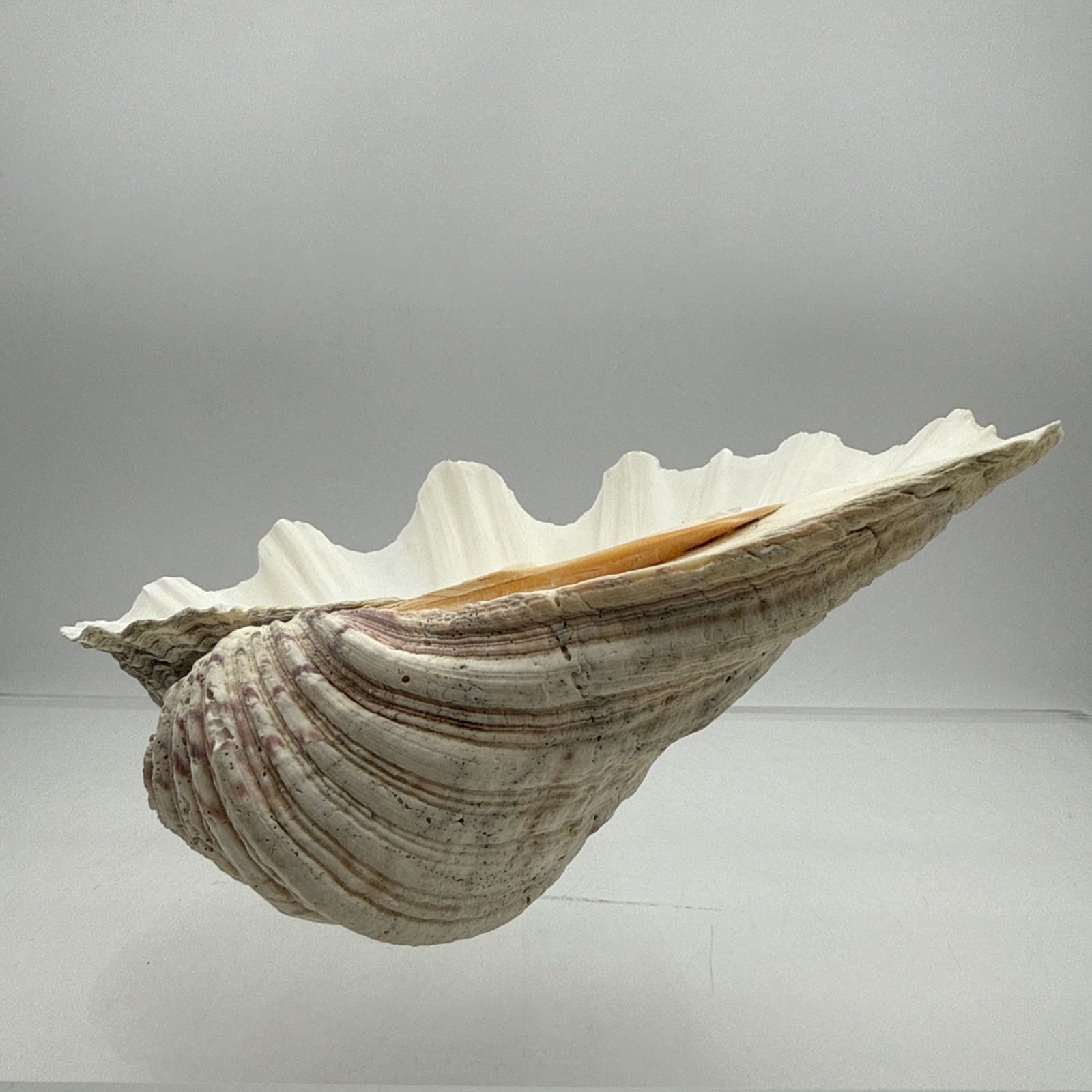 Giant Clam Shell Tridacna Gigas 9.5” Long X 7.5” Wide Fossil Indentations Clean