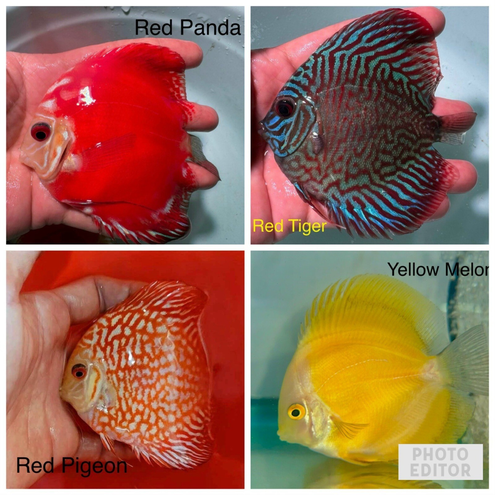 Pack of 4 Discus Fish 3.5”-3.75” - Live Fish Aquarium Overnight Shipping