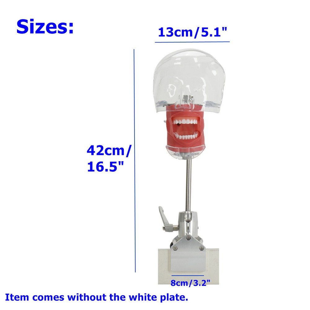 Dental Simulator Manikin Phantom Head Teeth Model Bench Mount Teaching Model